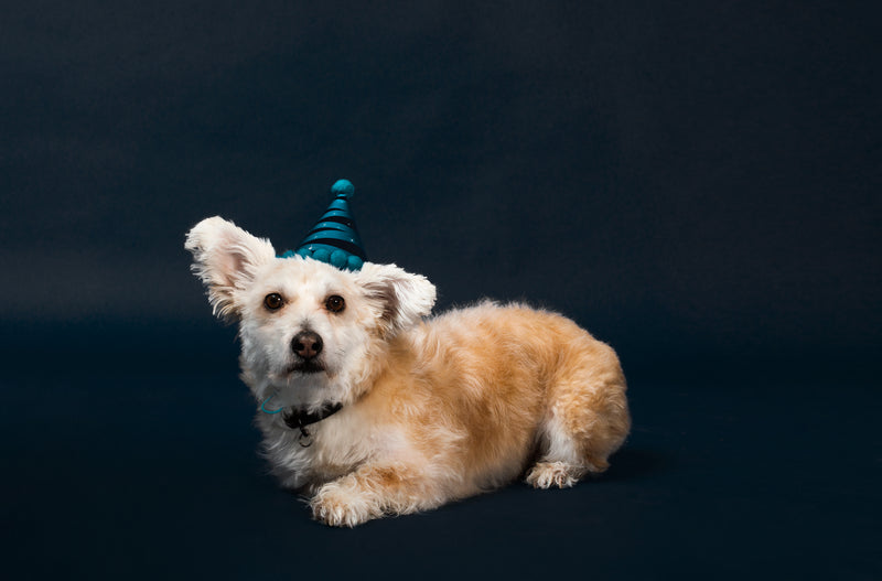 Is Asparagus Good for Dogs? Benefits, Risks, and Recipes Give your dog a healthy boost with asparagus! Learn how this nutrient-rich veggie can benefit your dog's health and get simple recipes to incorporate it into their diet