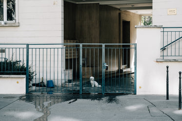 small dog peeks through blue metal fence of white building