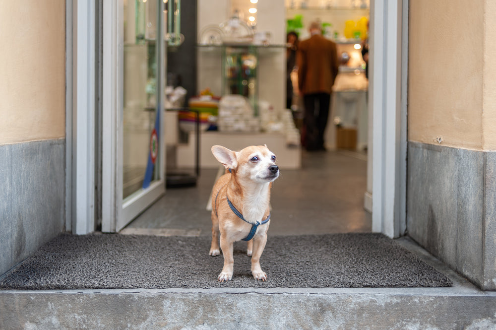 small dog standing in doorway