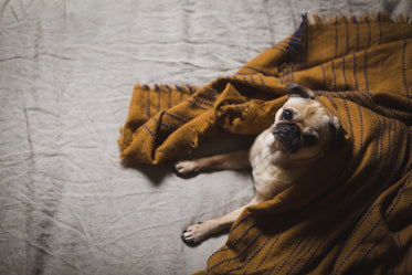 small dog under blanket