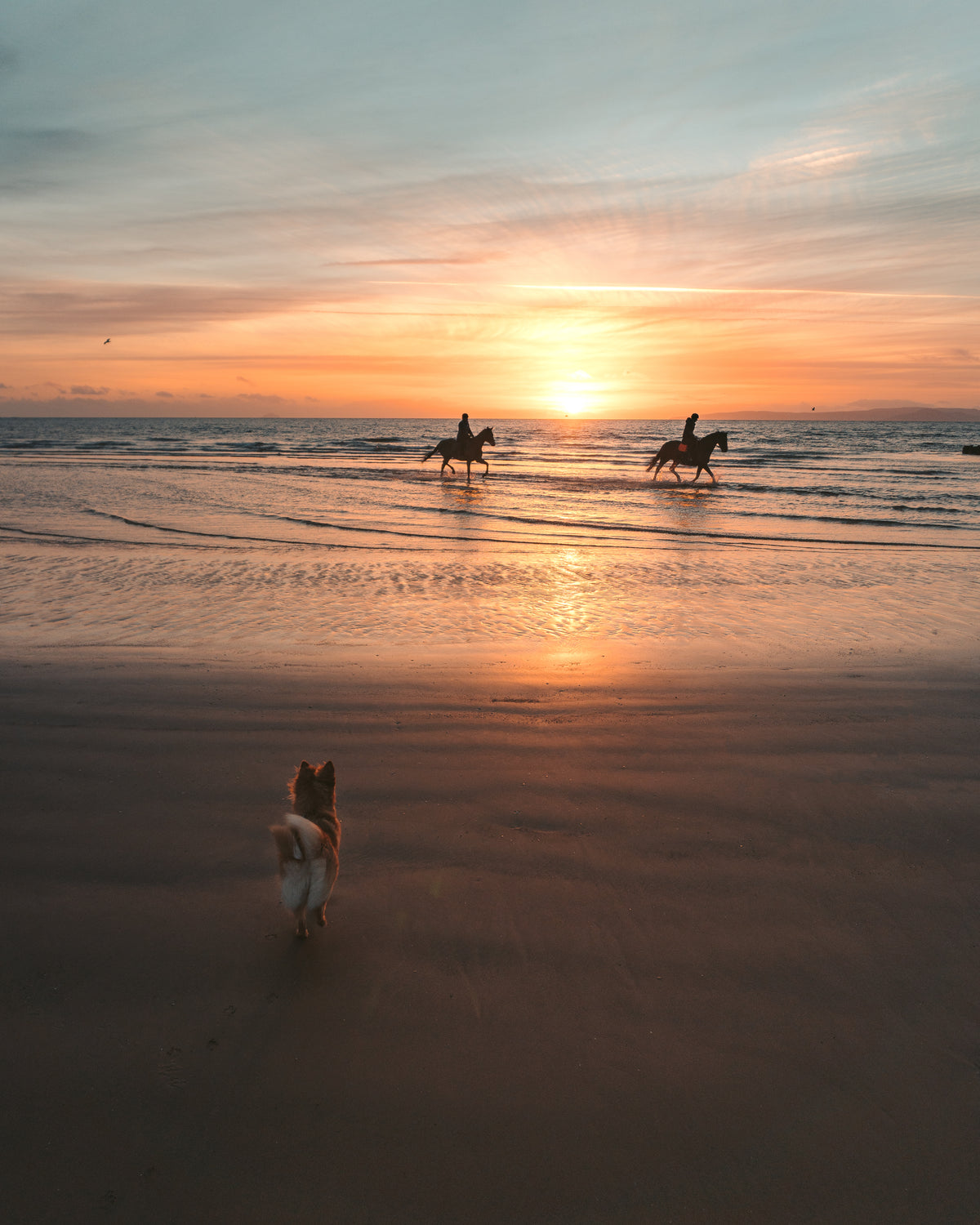 小狗在海滩上看马