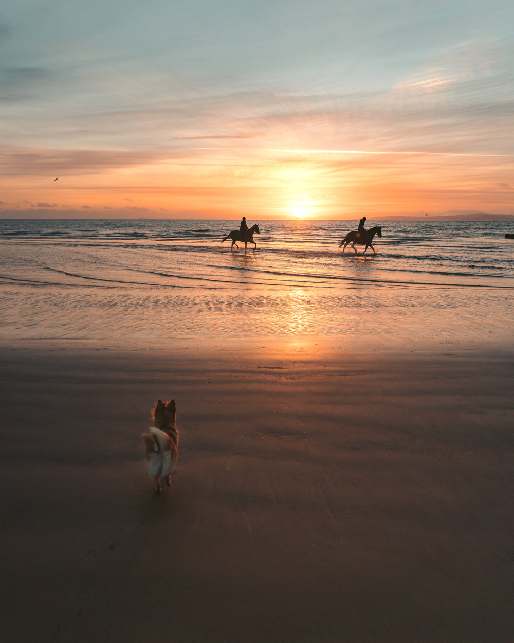 small dog watches horses on the beach