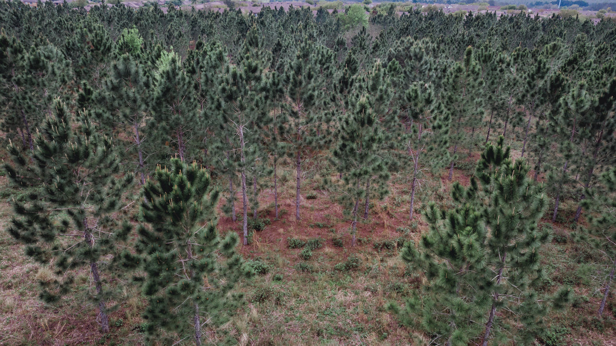 small evergreen trees in arid forest