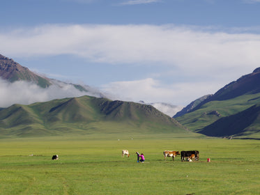 Small Family Tends To Their Cows