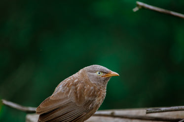 small fluffy brown bird profile