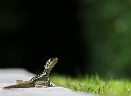 small green lizard looks out to green grass