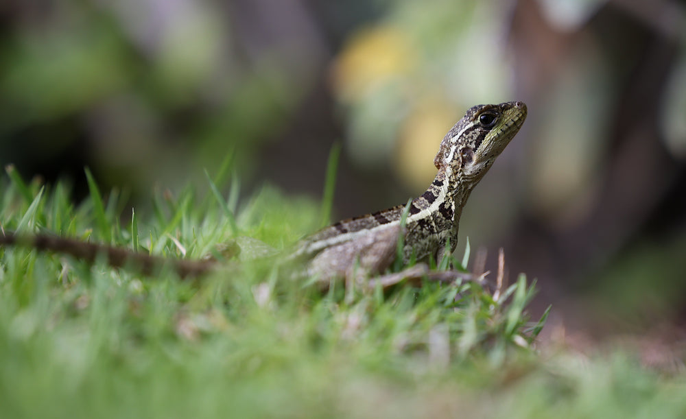 small green lizard sits in green grass