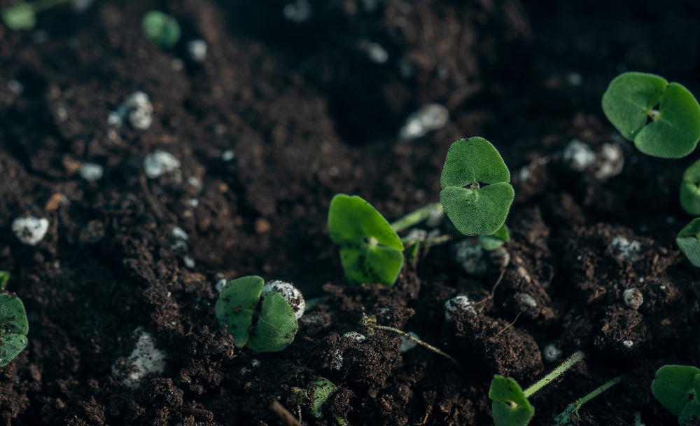 small green sprouts peak out of dirt