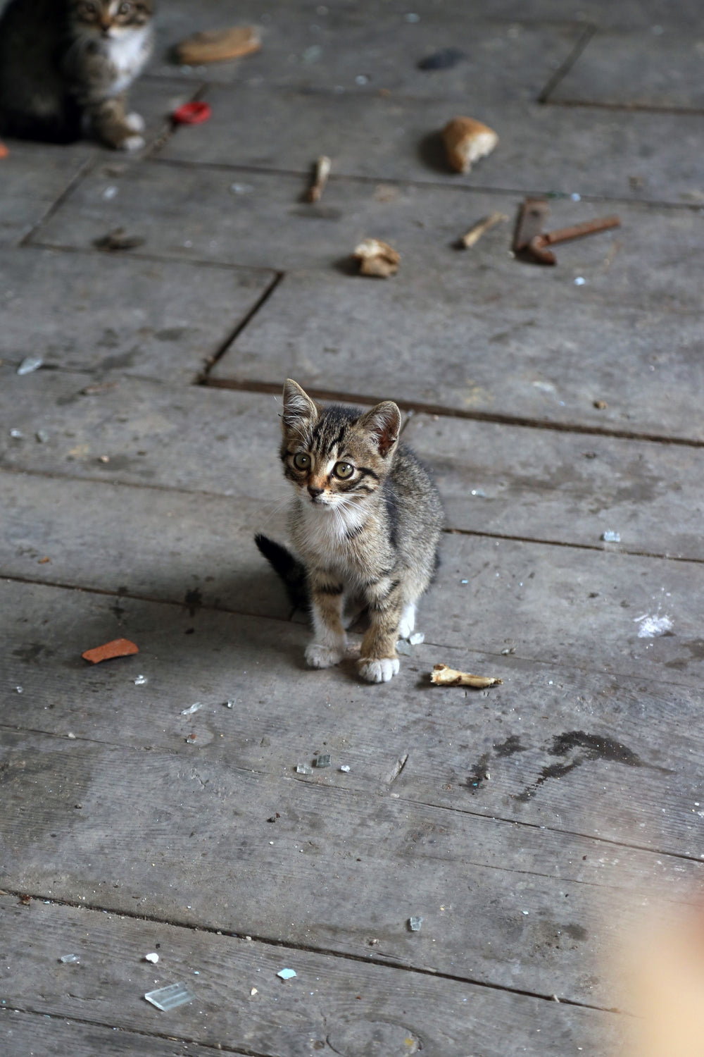 small grey kitten sits on wood surface and looks up