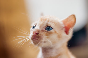 small kitten with bright blue eyes