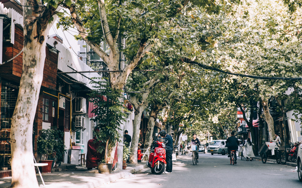 small leafy street with cyclists