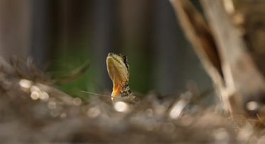 small lizard tilts its head towards the sky