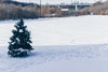 small pine tree in snowy park