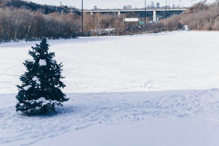 Small Pine Tree In Snowy Park