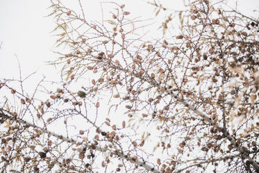 small pinecones on branches in snow