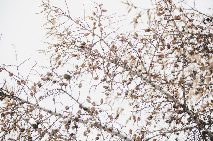 Small Pinecones On Branches In Snow