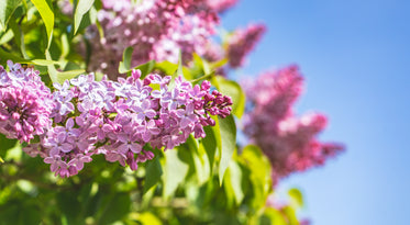 small pink flowers on a tree branch