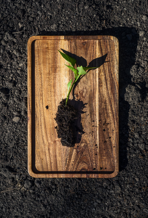 small plant on a wooden board ready to plant