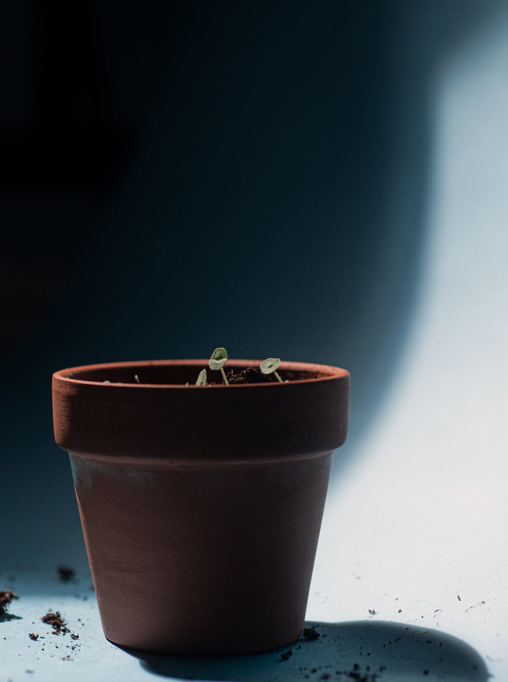 small plant sprouts in a terracotta pot