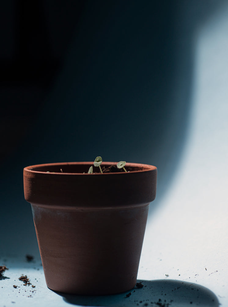 small-plant-sprouts-in-a-terracotta-pot.