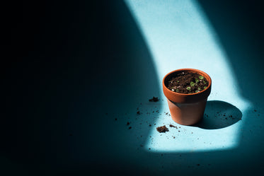 small pot filled with dirt and a few sprouts on blue