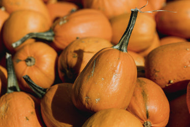 small pumpkin close up