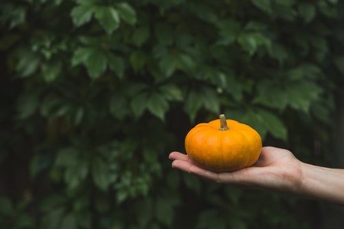 small pumpkin in hand