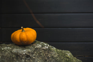 small pumpkin on rock
