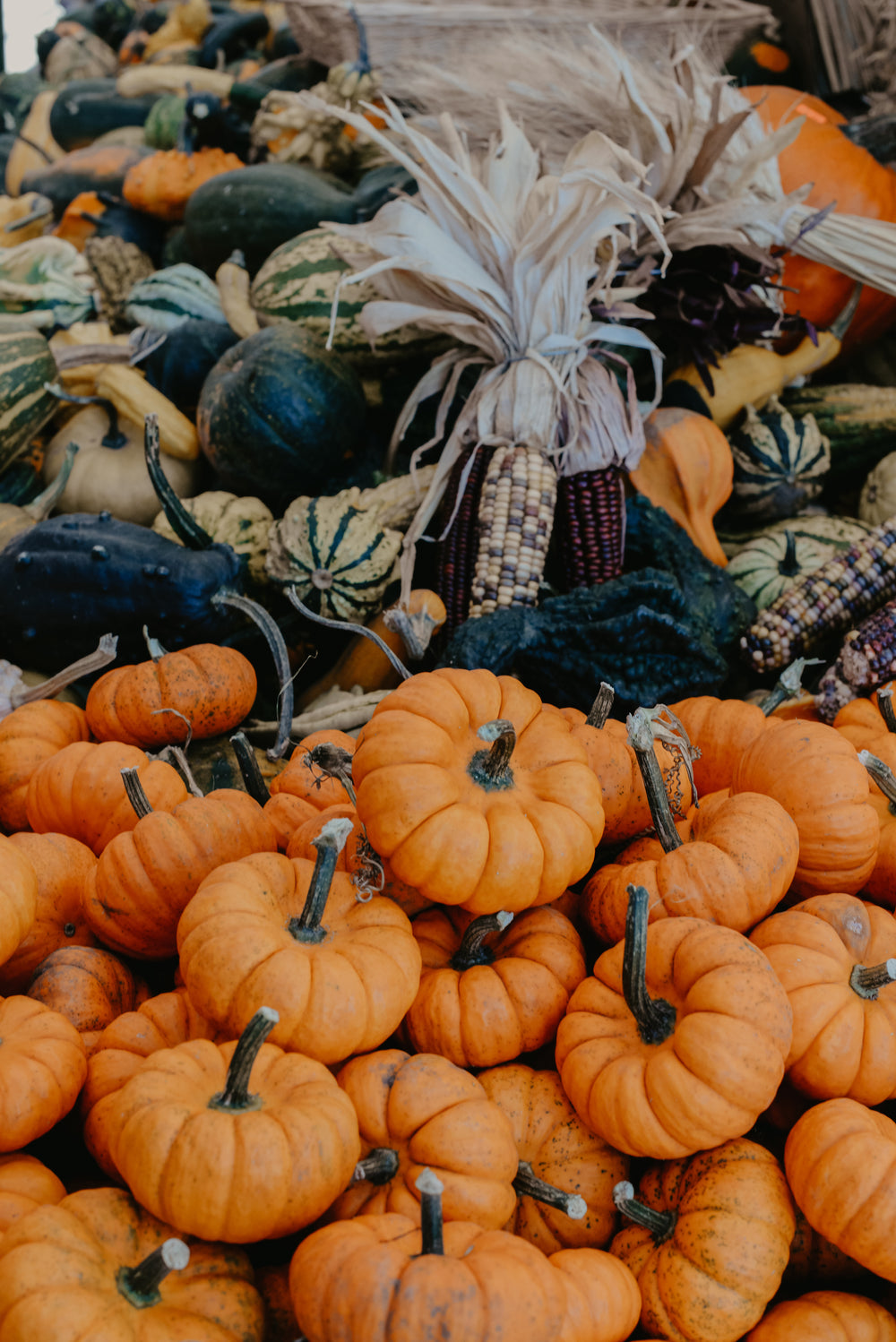 small pumpkins and colorful corn