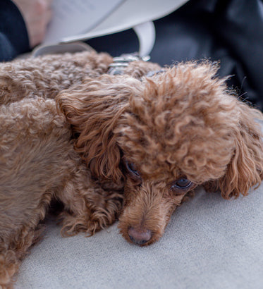 small puppy is curled up on a grey couch