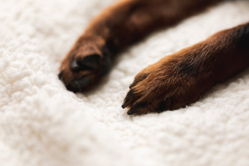 small puppy paws on a white blanket