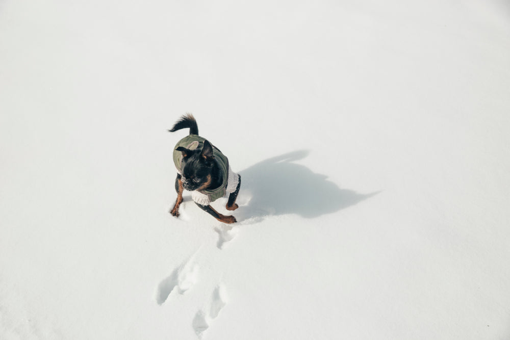 small puppy plays in a fresh winter snowfall