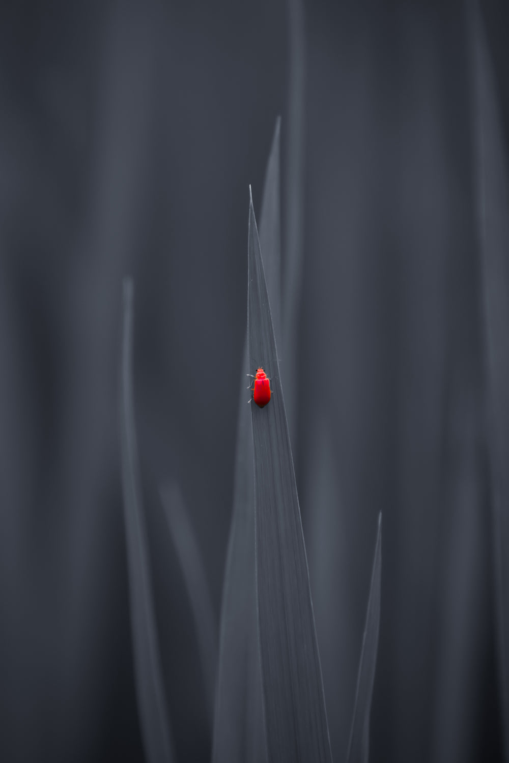 small red bug walks up a grey leaf