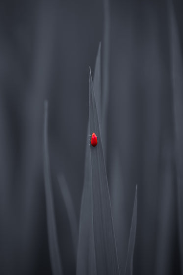 small red bug walks up a grey leaf