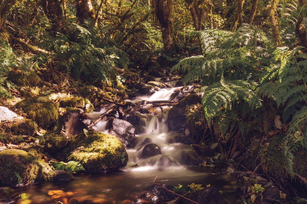 small smooth brook flowing through the forest