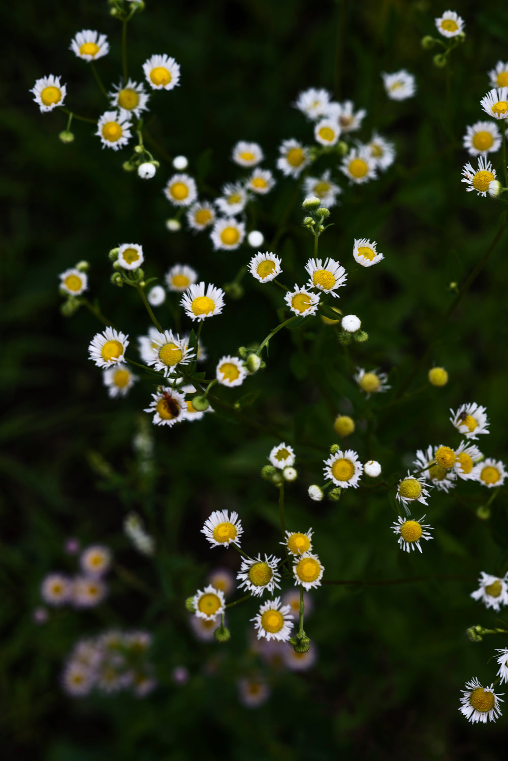 small white and yellow wildflowers filling frame