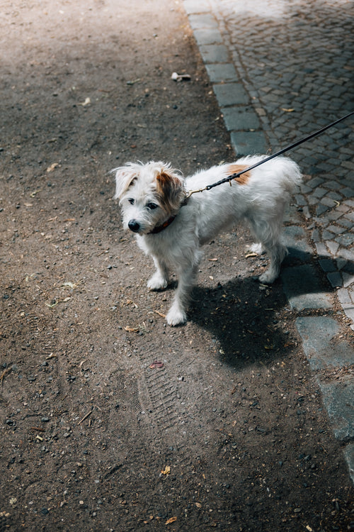 small white dog stands on a dirt road