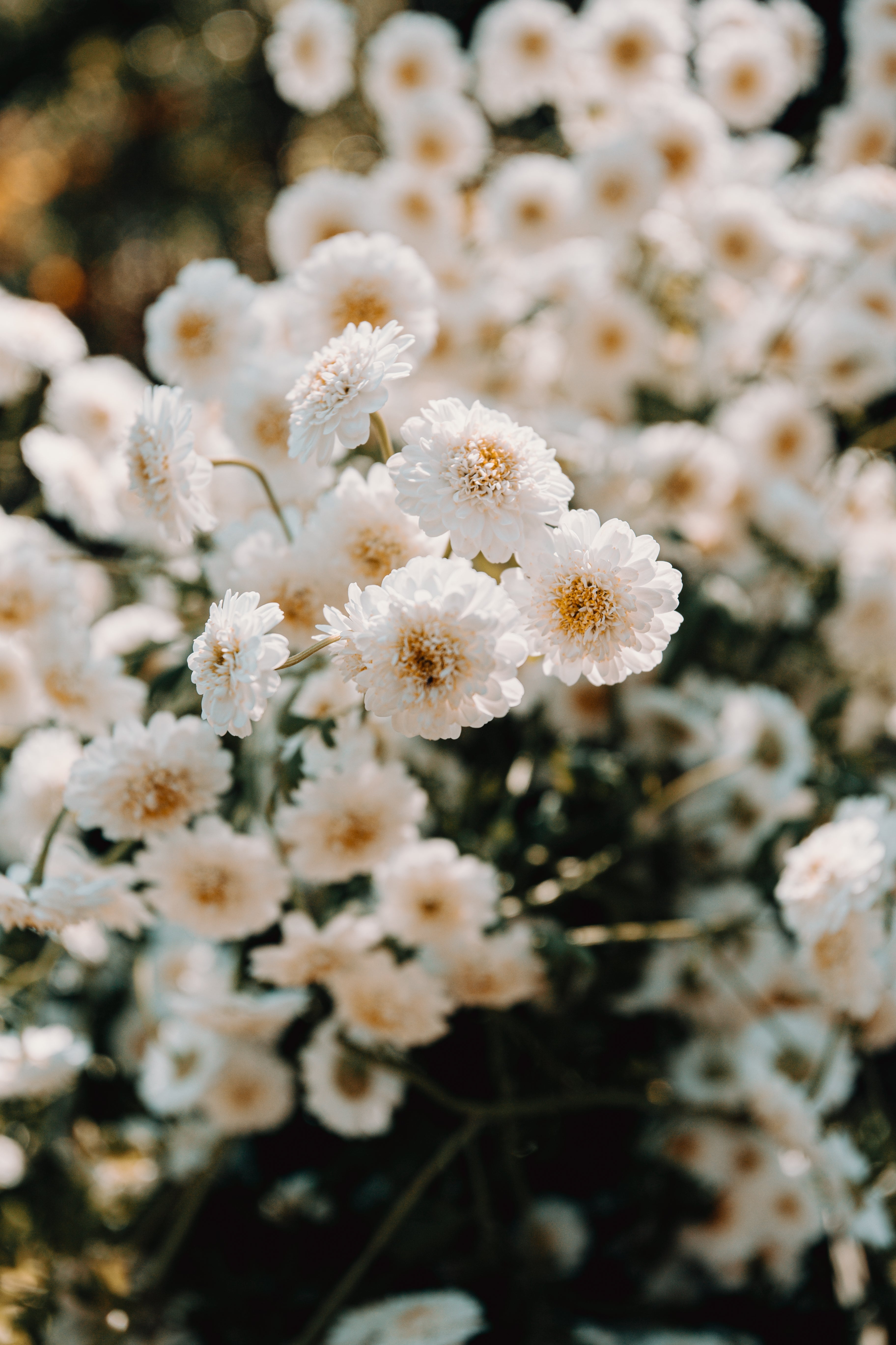 Picture of Small White Flowers In A Bunch — Free Stock Photo