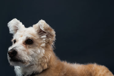 small white terrier dog