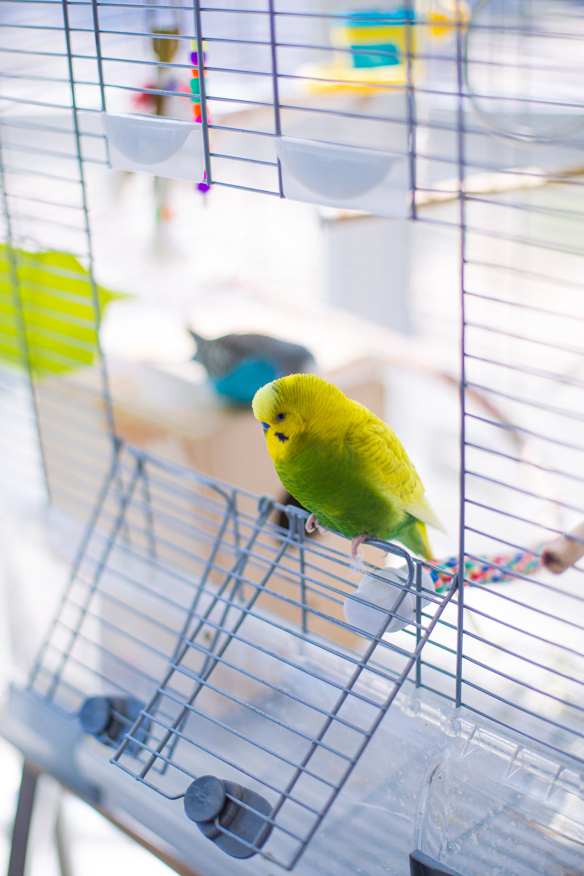 small yellow and green bird sits in white cage