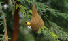 small yellow bird on a tangled nest in a green tree
