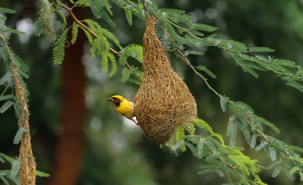 small yellow bird on a tangled nest in a green tree