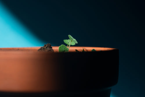 small young sprouts of a new plant peek over a pot