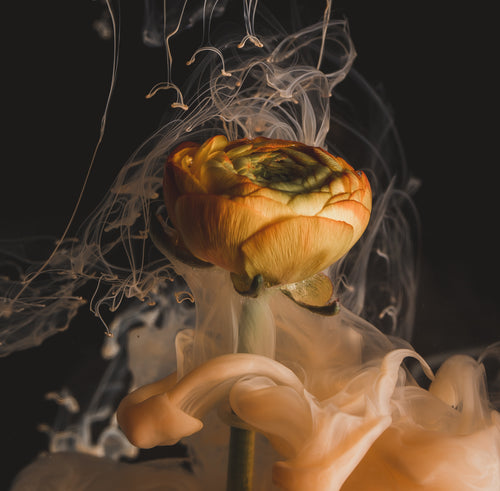 smoky waves emanate from an orange flower
