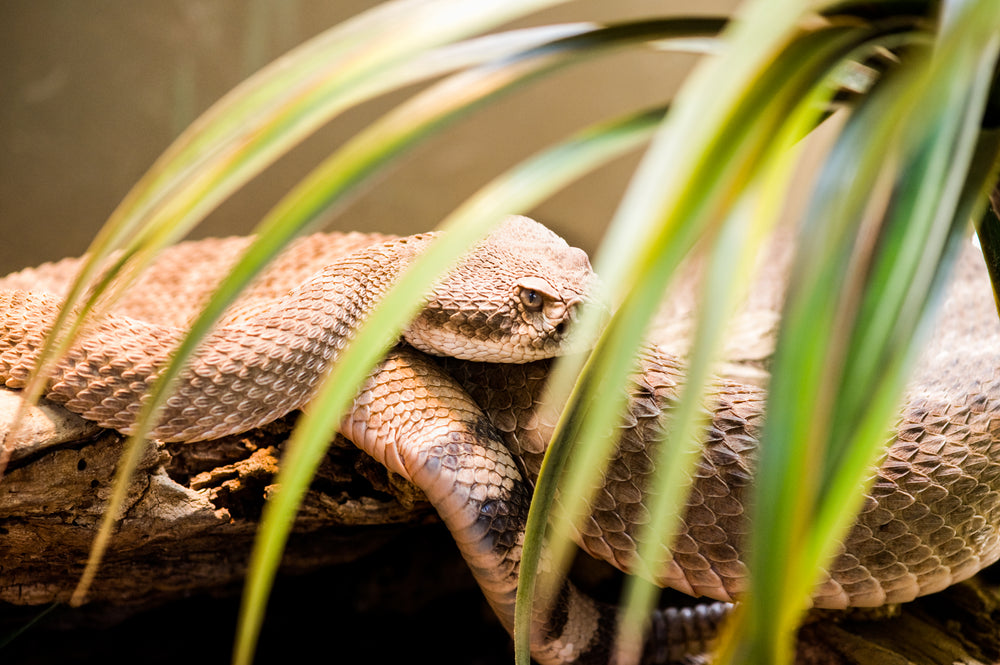 snake coiled and resting on log in enclosure