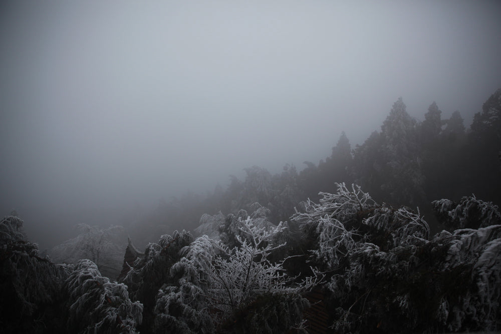 snow and ice covered tree branches on a foggy day