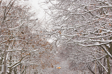 snow covered branches in winter