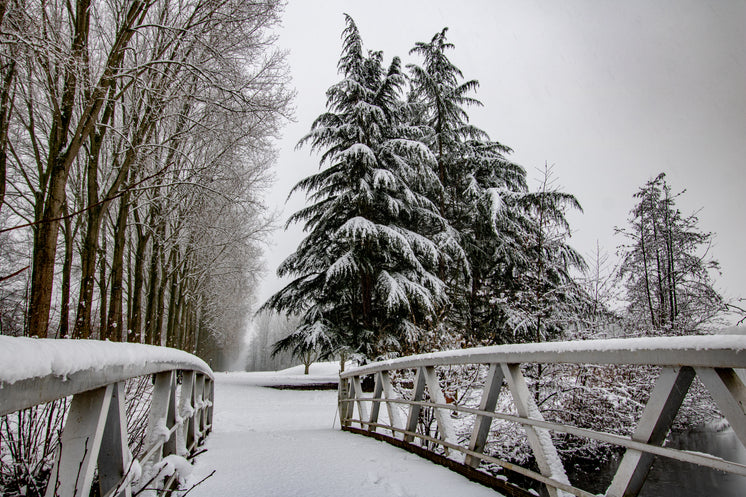 snow-covered-bridge-leading-to-trees-and-pathway.jpg?width=746&format=pjpg&exif=0&iptc=0