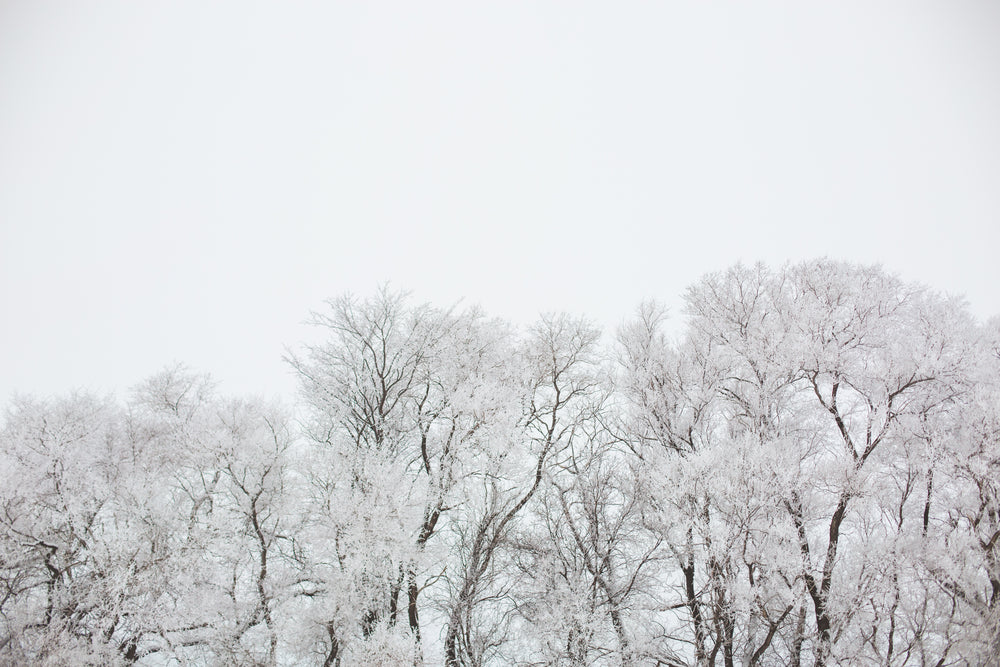 snow covered giants of nature