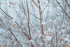 snow-covered leaves on thin branches